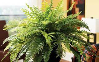 Indoor plants that bring good luck and happiness to the home