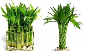 Indoor plants for wealth in the home